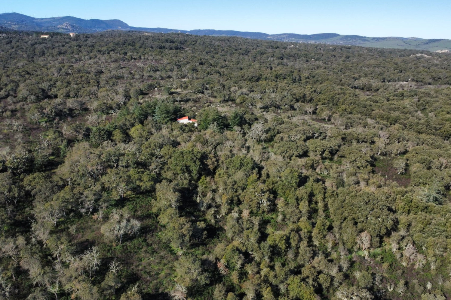 Cork Oak Estate in the Heart of Gallura