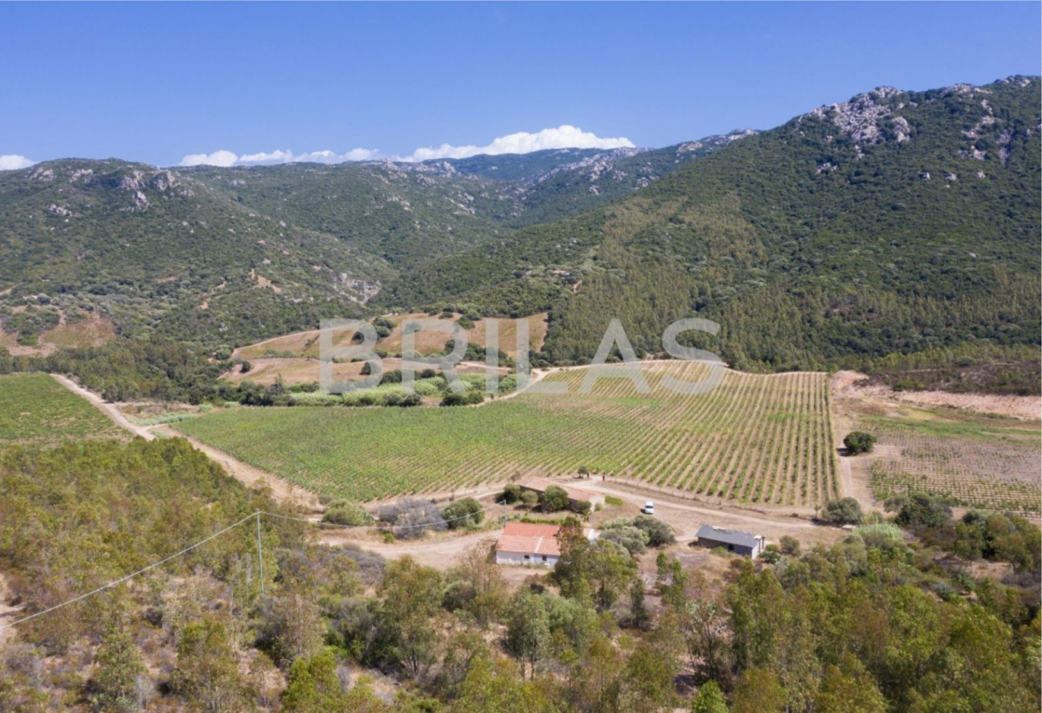 Tenuta vitivinicola biologica con 160 ettari e vista mare