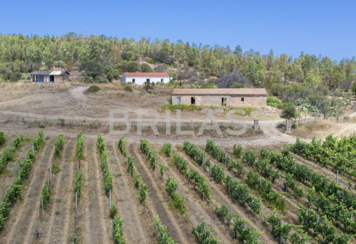 Tenuta vitivinicola biologica con 160 ettari e vista mare