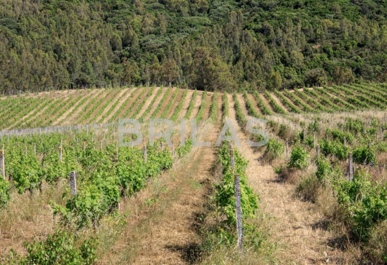 Tenuta vitivinicola biologica con 160 ettari e vista mare