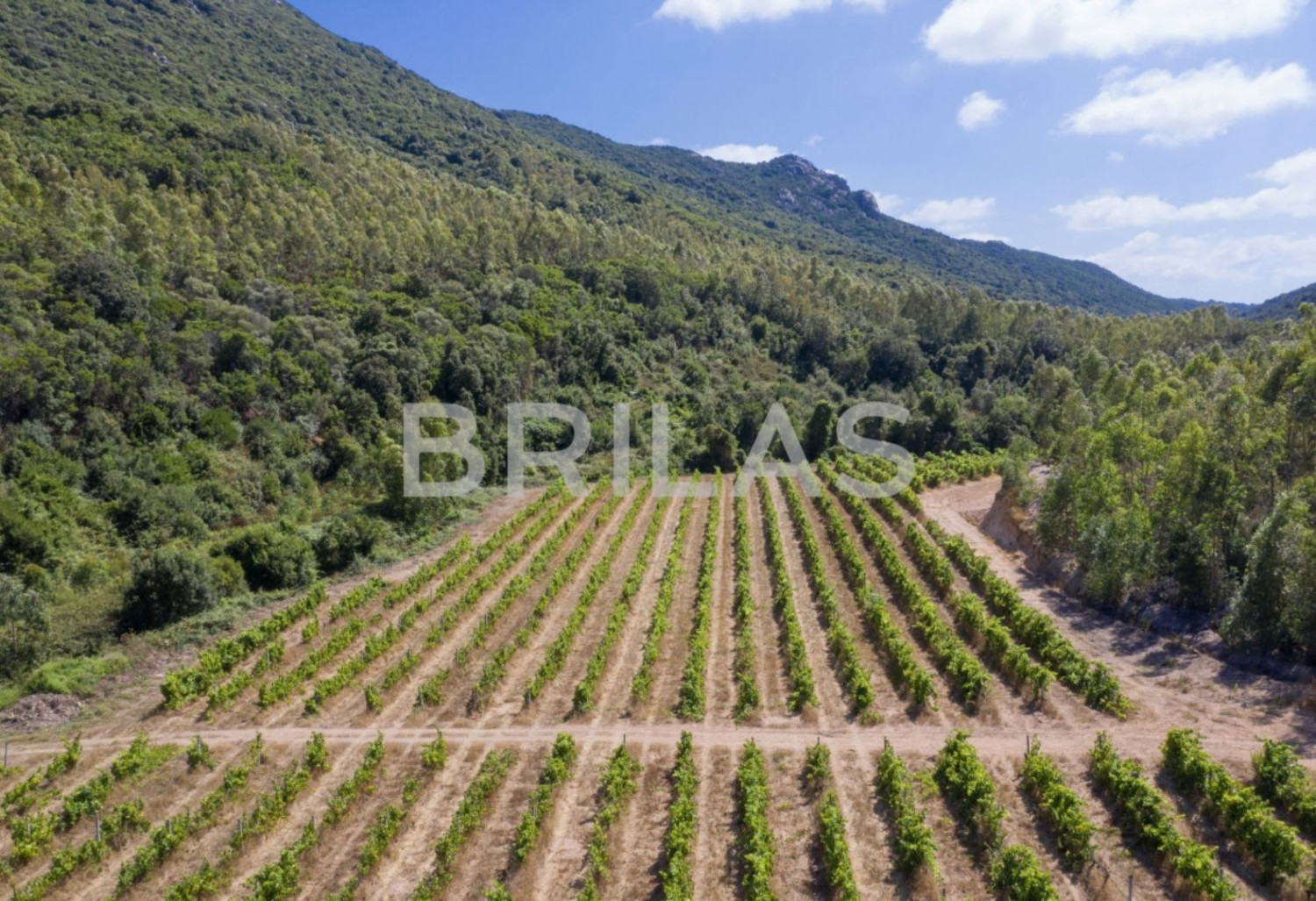 Tenuta vitivinicola biologica con 160 ettari e vista mare