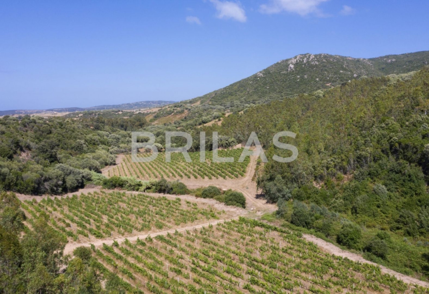 Tenuta vitivinicola biologica con 160 ettari e vista mare