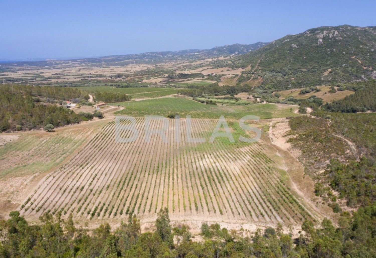 Tenuta vitivinicola biologica con 160 ettari e vista mare