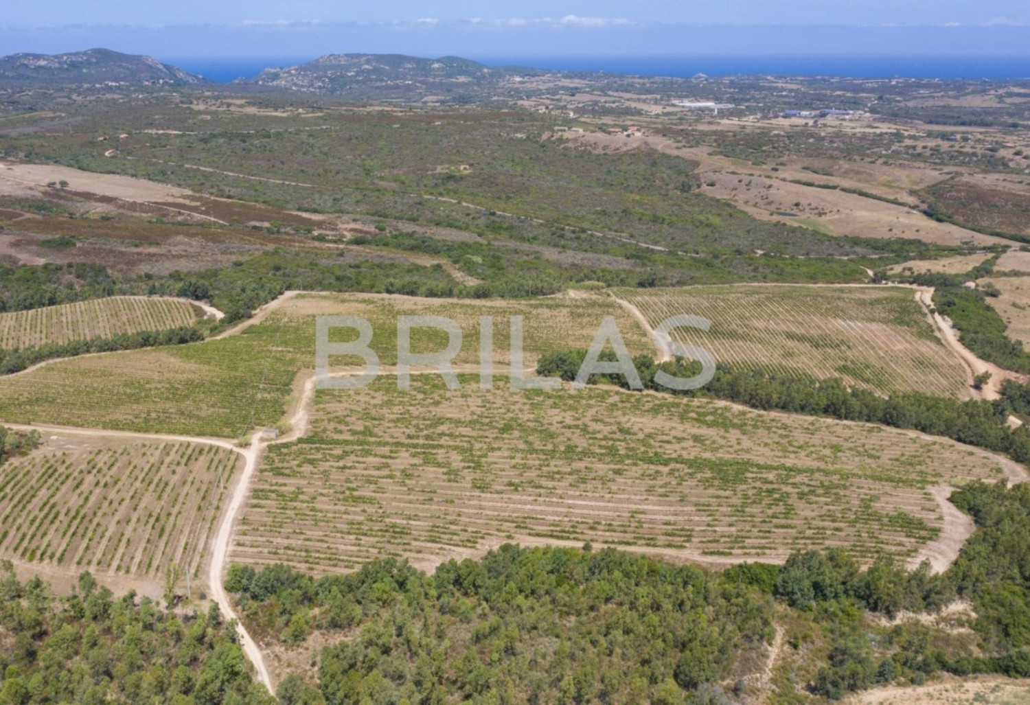 Tenuta vitivinicola biologica con 160 ettari e vista mare