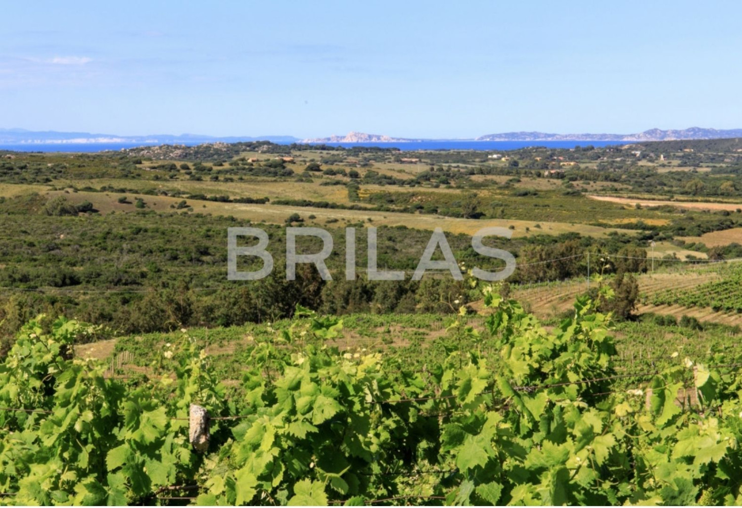 Tenuta vitivinicola biologica con 160 ettari e vista mare