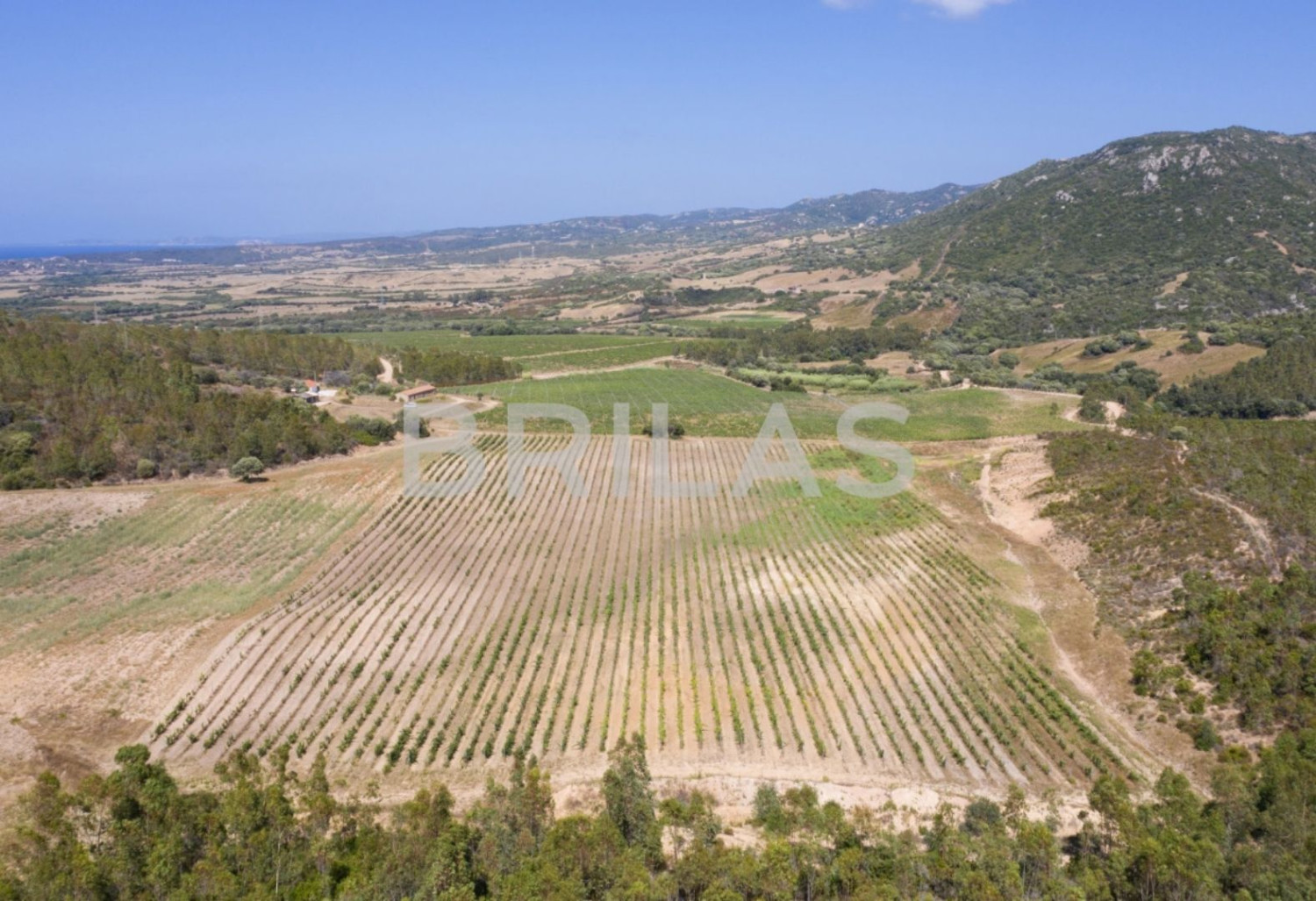 Tenuta vitivinicola biologica con 160 ettari e vista mare