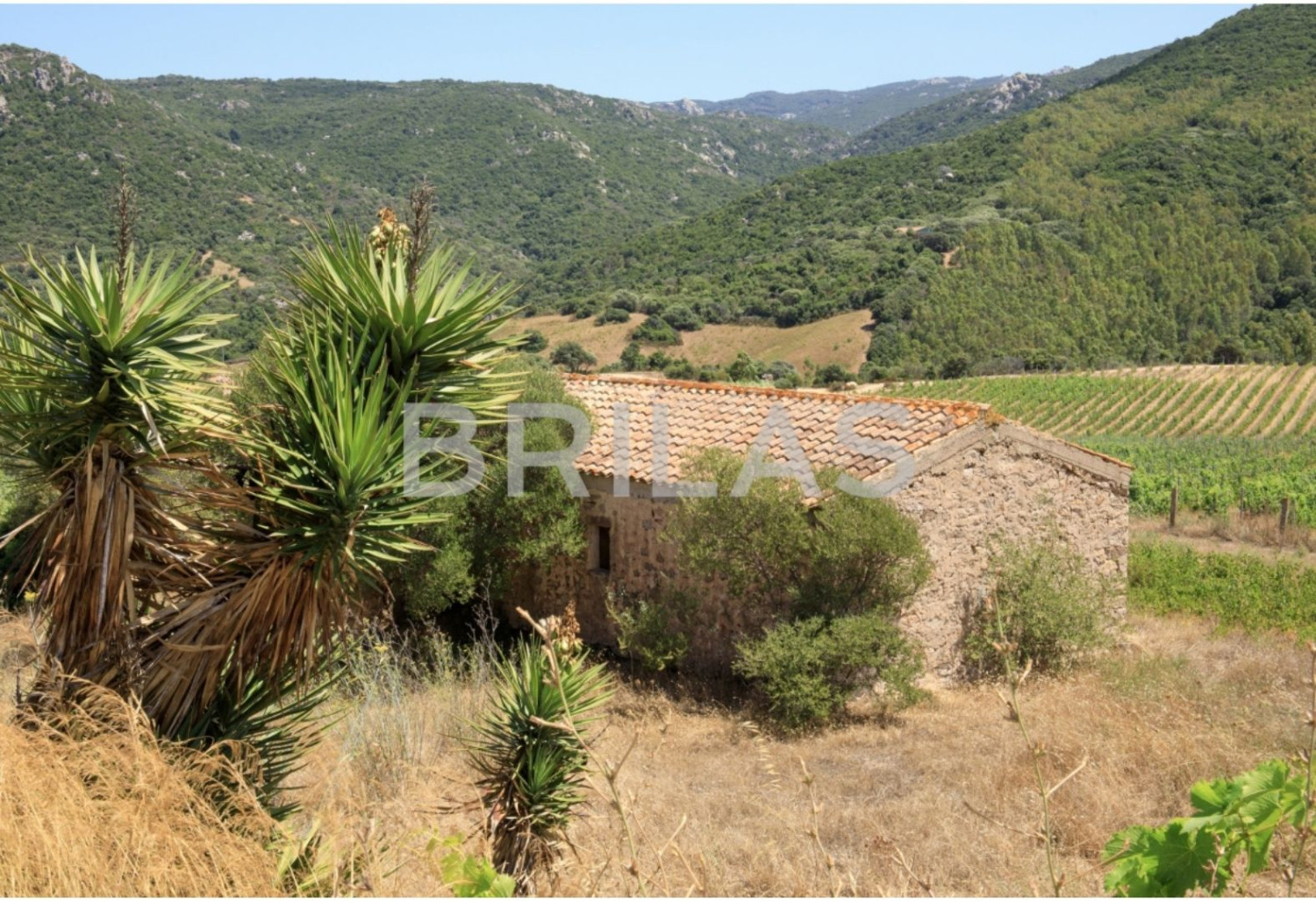 Tenuta vitivinicola biologica con 160 ettari e vista mare