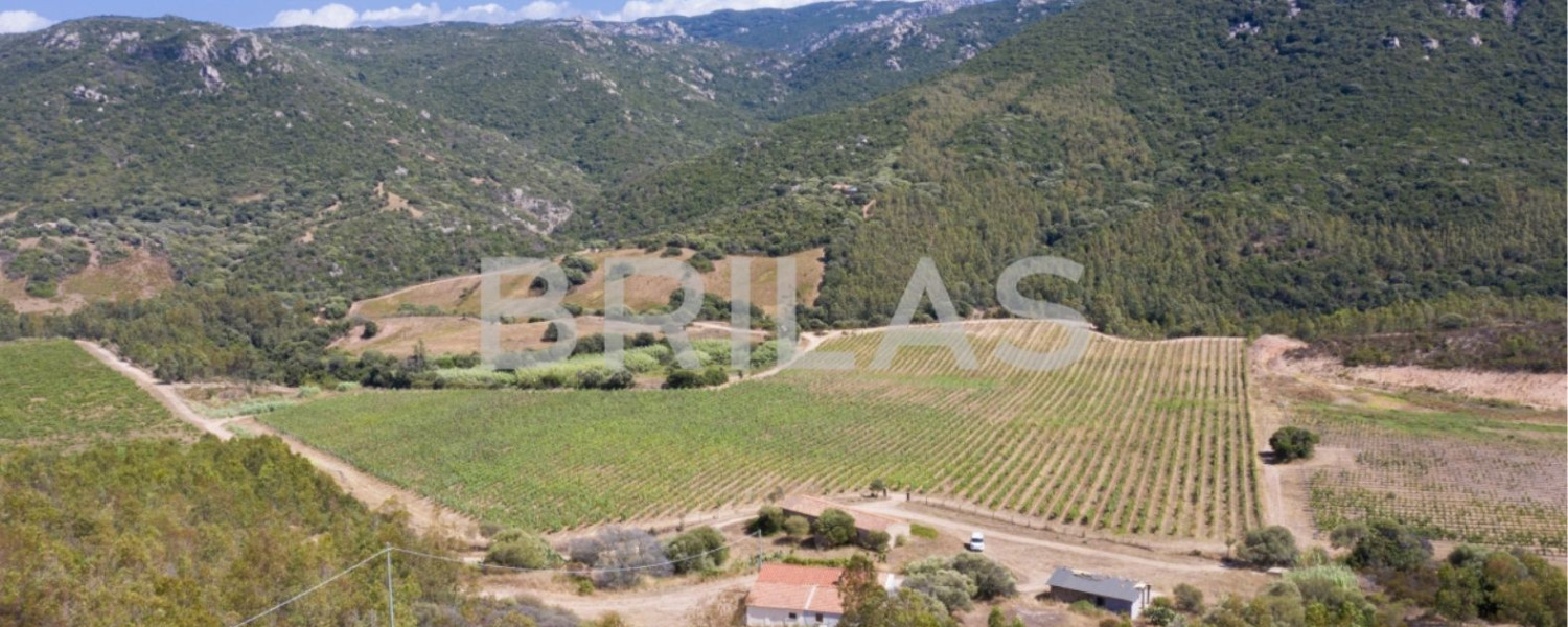 Tenuta vitivinicola biologica con 160 ettari e vista mare