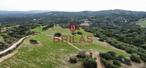 Azienda agricola nel cuore della Gallura