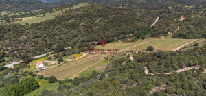 Azienda Agricola di Prestigio con Vigneti e Sugherete