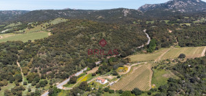 Azienda Agricola di Prestigio con Vigneti e Sugherete