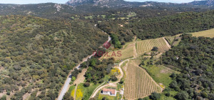Azienda Agricola di Prestigio con Vigneti e Sugherete
