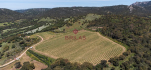 Azienda Agricola di Prestigio con Vigneti e Sugherete