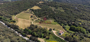 Azienda Agricola di Prestigio con Vigneti e Sugherete