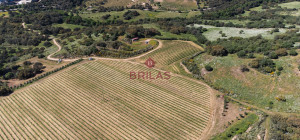 Azienda Agricola di Prestigio con Vigneti e Sugherete