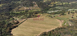 Azienda Agricola di Prestigio con Vigneti e Sugherete