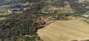 Azienda Agricola di Prestigio con Vigneti e Sugherete