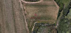 Azienda Agricola di Prestigio con Vigneti e Sugherete
