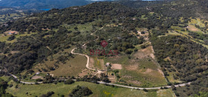 Azienda Agricola di Prestigio con Vigneti e Sugherete