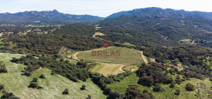 Azienda Agricola di Prestigio con Vigneti e Sugherete