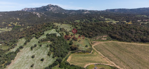 Azienda Agricola di Prestigio con Vigneti e Sugherete
