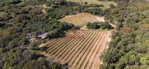 Azienda Agricola di Prestigio con Vigneti e Sugherete
