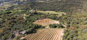 Azienda Agricola di Prestigio con Vigneti e Sugherete
