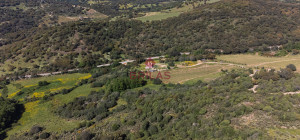 Azienda Agricola di Prestigio con Vigneti e Sugherete