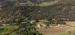 Azienda Agricola di Prestigio con Vigneti e Sugherete