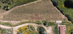 Azienda Agricola di Prestigio con Vigneti e Sugherete