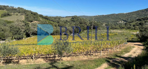 Panoramic agricultural land with approved plans for a country house and swimming pool