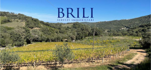 Panoramic agricultural land with approved plans for a country house and swimming pool