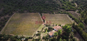 Villa rustica con vigna e uliveto