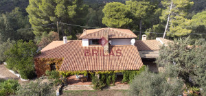 Villa rustica con vigna e uliveto