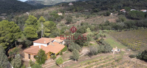 Villa rustica con vigna e uliveto