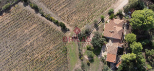 Villa rustica con vigna e uliveto