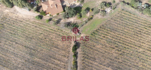 Villa rustica con vigna e uliveto