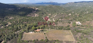 Villa rustica con vigna e uliveto