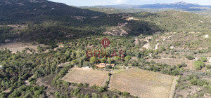 Villa rustica con vigna e uliveto