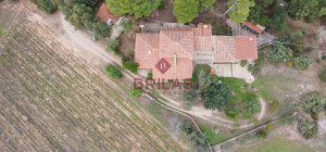 Villa rustica con vigna e uliveto