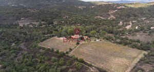 Villa rustica con vigna e uliveto