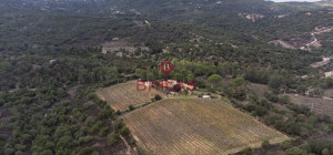 Villa rustica con vigna e uliveto
