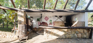 Villa rustica con vigna e uliveto