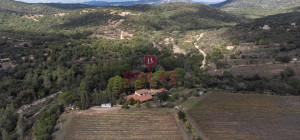 Villa rustica con vigna e uliveto