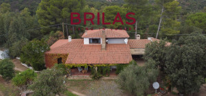 Villa rustica con vigna e uliveto