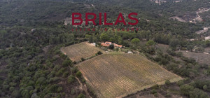 Villa rustica con vigna e uliveto