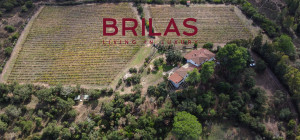 Villa rustica con vigna e uliveto