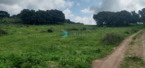 Vendesi Tenuta di 16 Ettari con Fabbricati