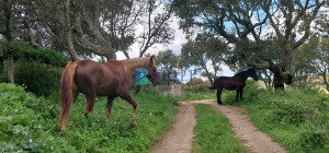 Vendesi Tenuta di 16 Ettari con Fabbricati