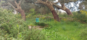 Vendesi Tenuta di 16 Ettari con Fabbricati